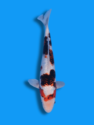 Ginrin Sumi Sakura | Koi&Co.